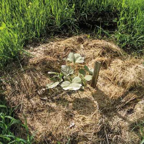 Using Green Manure